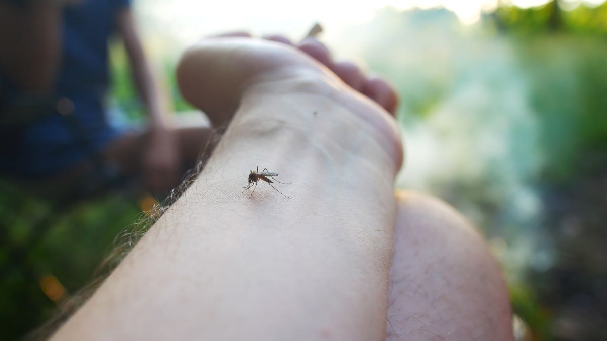 Insektenstiche in Ulm: Erste Hilfe, richtige Maßnahmen und p