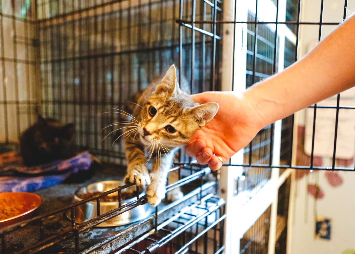 Katze mikrochippen in Ulm – Warum es so wichtig ist