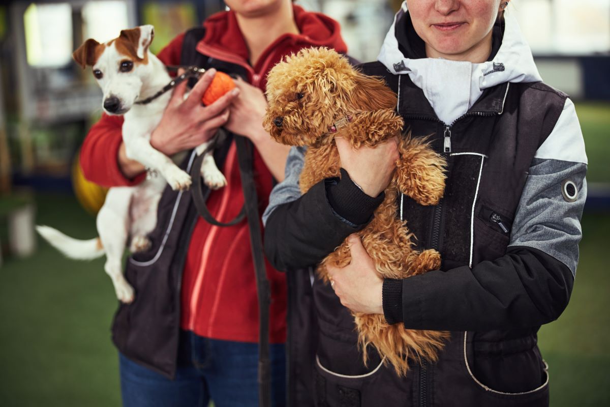 Tier adoptieren Ulm – Tierheim statt Züchter